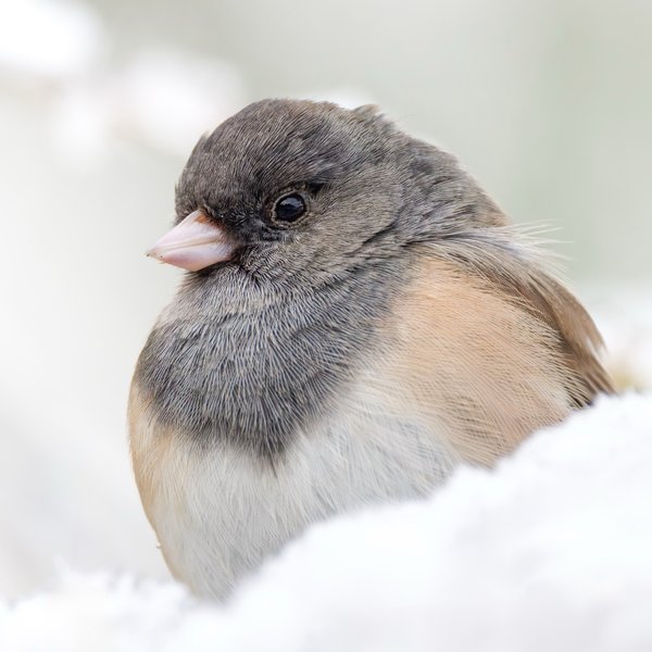 Dark-eyed Junco