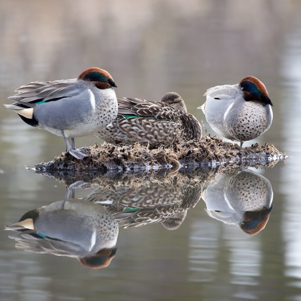 Green-winged Teal