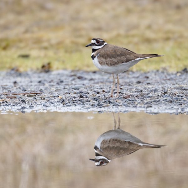 Killdeer