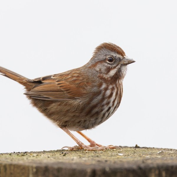 Song Sparrow