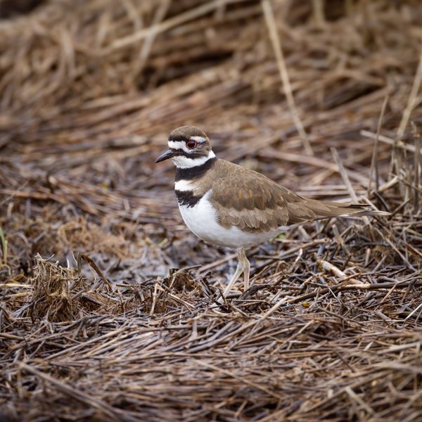 Killdeer