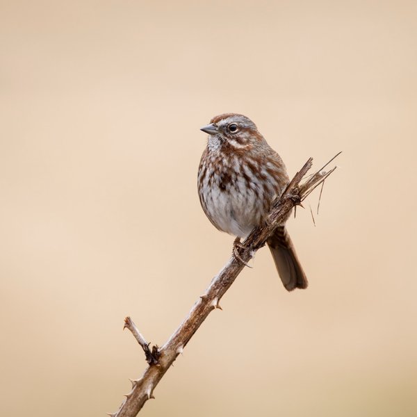 Song Sparrow