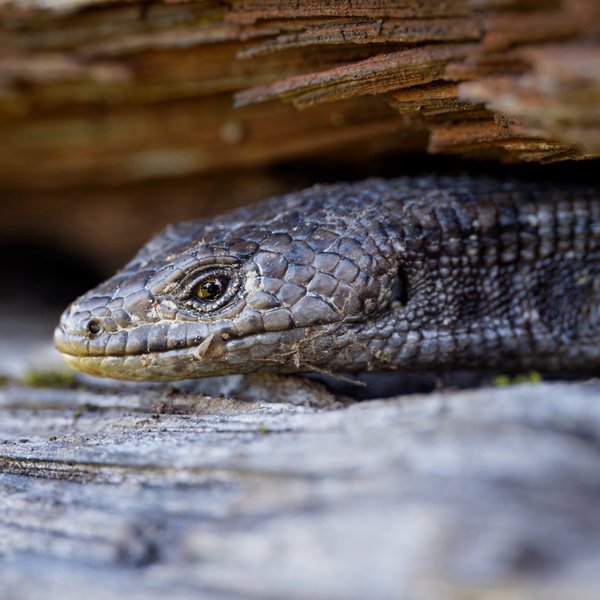 Northern Alligator Lizard