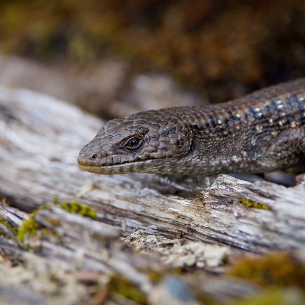 Northern Alligator Lizard