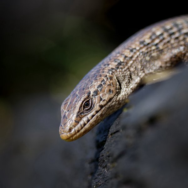 Northern Alligator Lizard