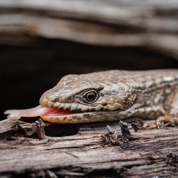 Northern Alligator Lizard