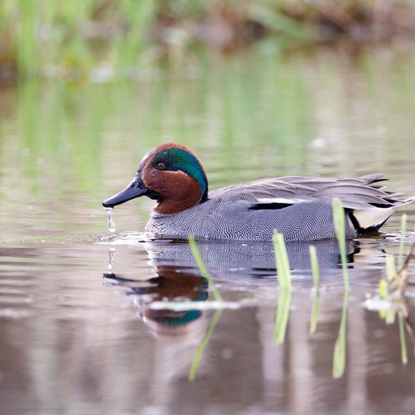 Green-winged Teal (Eurasian)