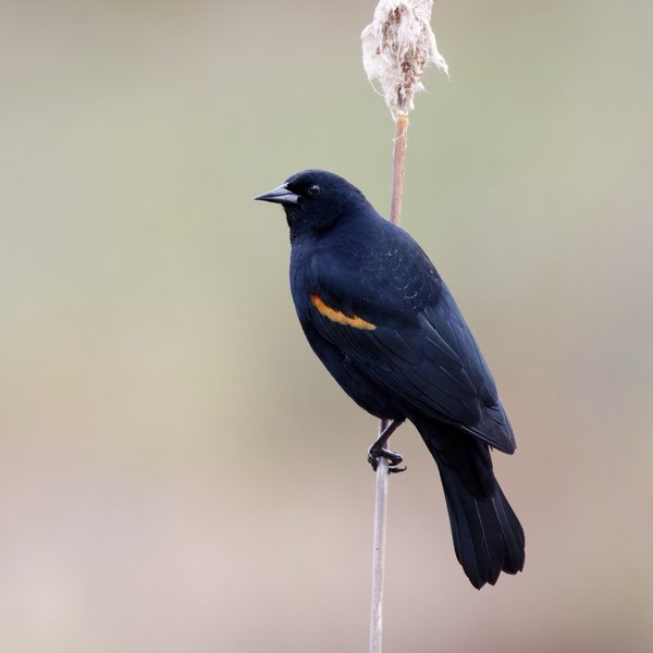 Red-winged Blackbird