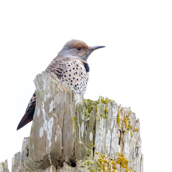 Northern Flicker