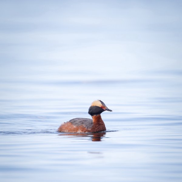 Horned Grebe