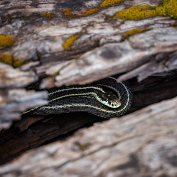 Garter Snake