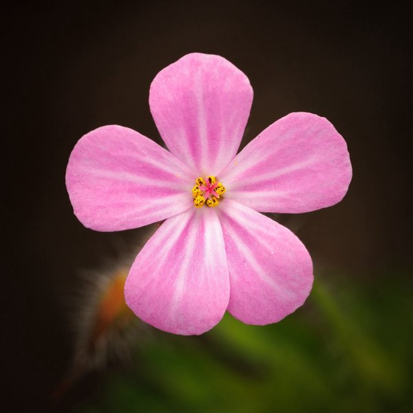 Herb Robert