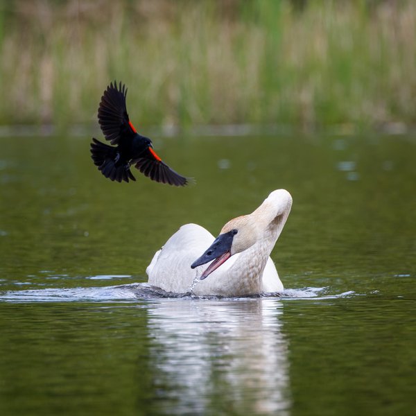 Trumpeter Swan & Red-winged Blackbird