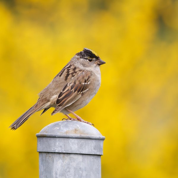 Golden-crowned Sparrow