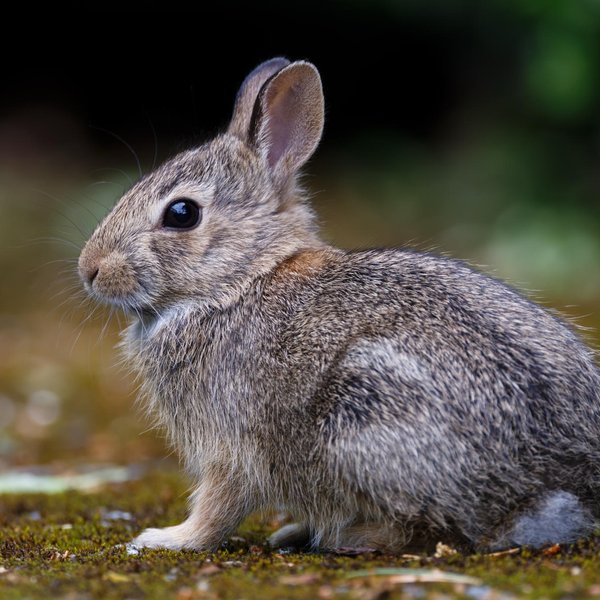 Eastern Cottontail