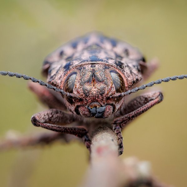 Western Sculptured Pine Beetle