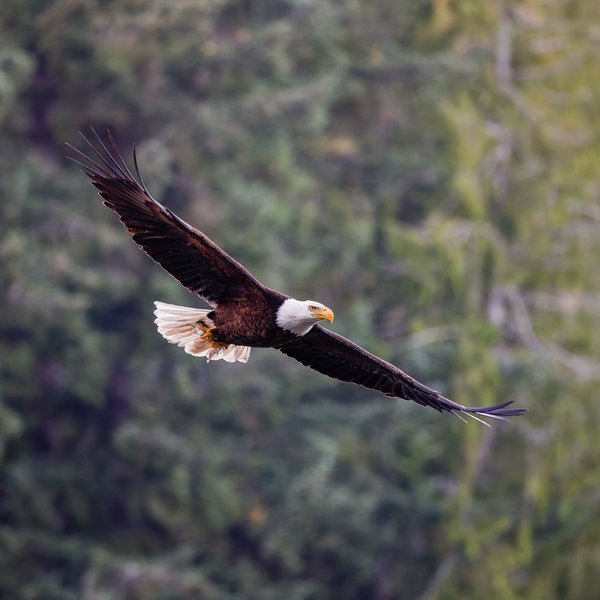 Bald Eagle
