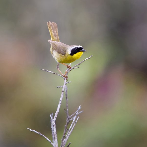 Common Yellowthroat