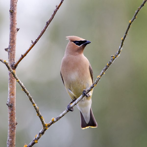 Cedar Waxwing
