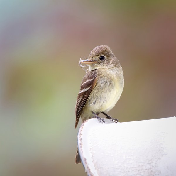 Western Flycatcher