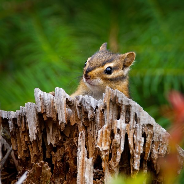 Townsend's Chipmunk
