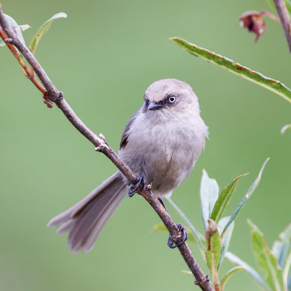 Bushtit