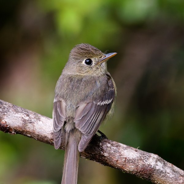Western Flycatcher