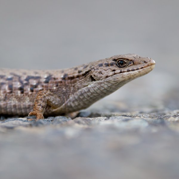 Northern Alligator Lizard