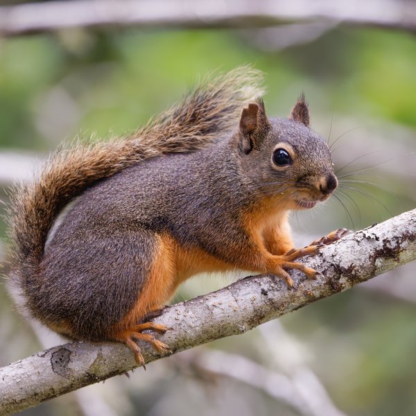 Douglas Squirrel
