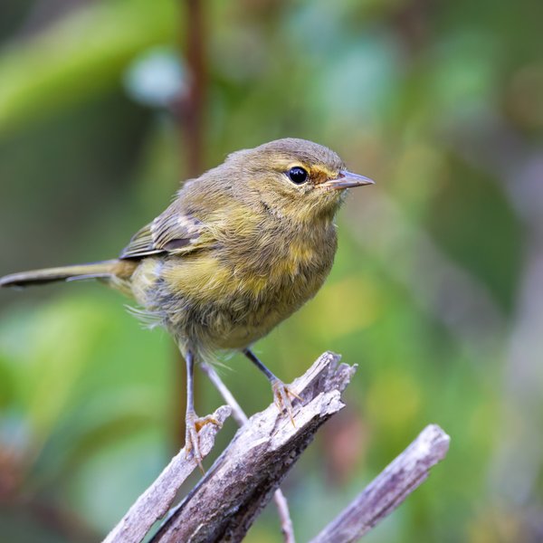 Orange-crowned Warbler