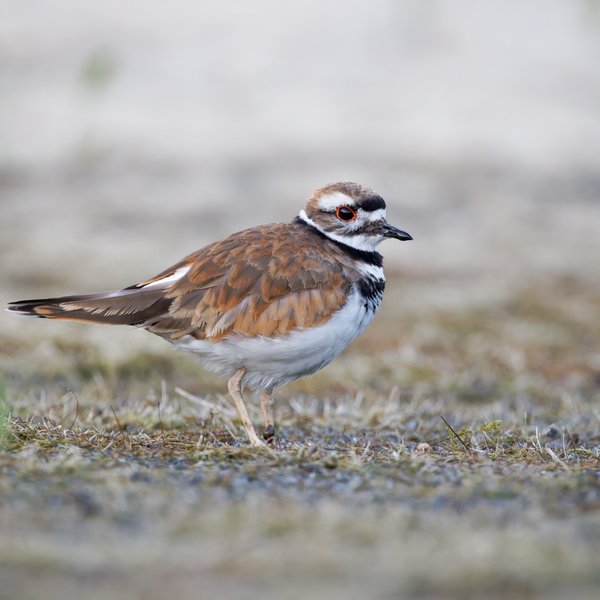 Killdeer