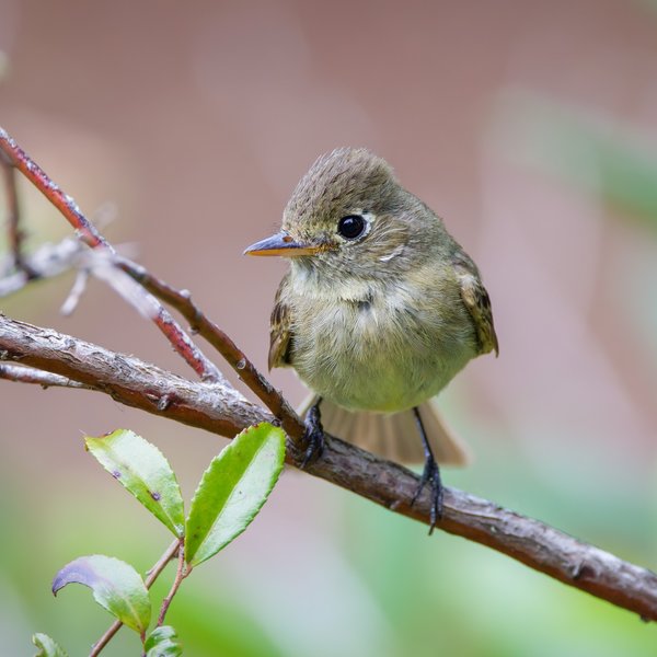 Western Flycatcher