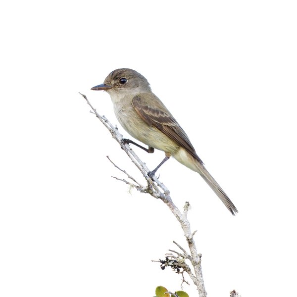 Willow Flycatcher