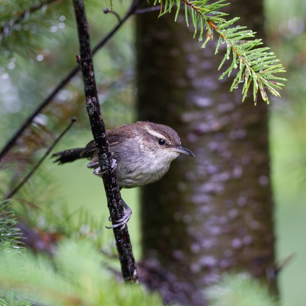 Bewick's Wren