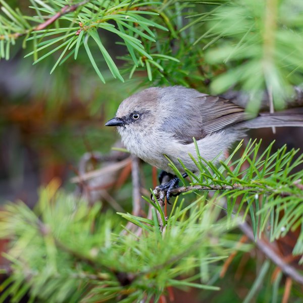 Bushtit