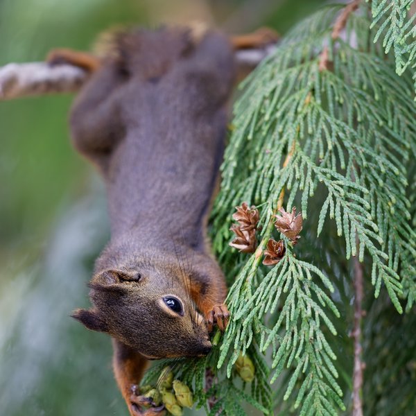 Douglas Squirrel