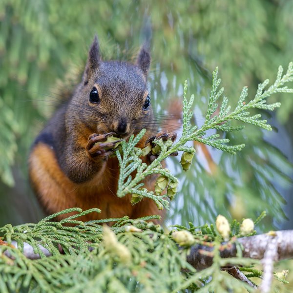 Douglas Squirrel