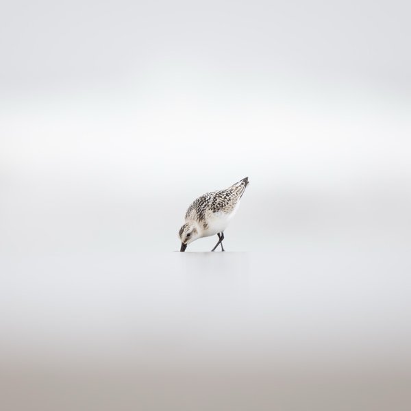 Sanderling