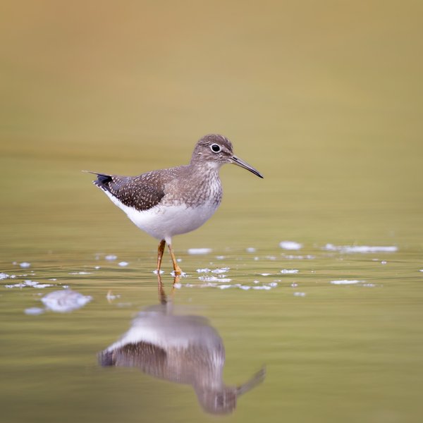 Solitary Sandpiper