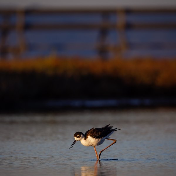 Black-necked Stilt