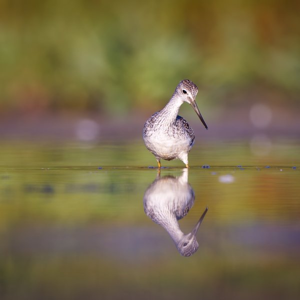 Greater Yellowlegs