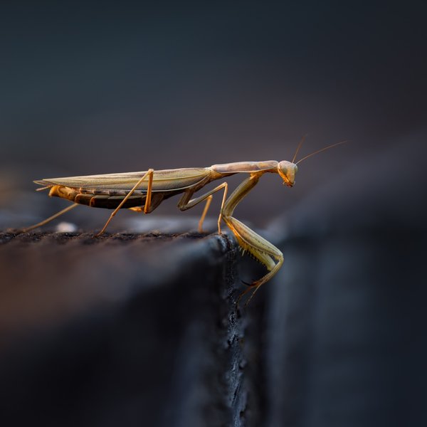 Praying Mantis