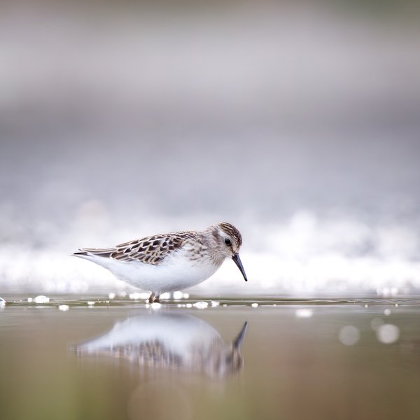 Least Sandpiper