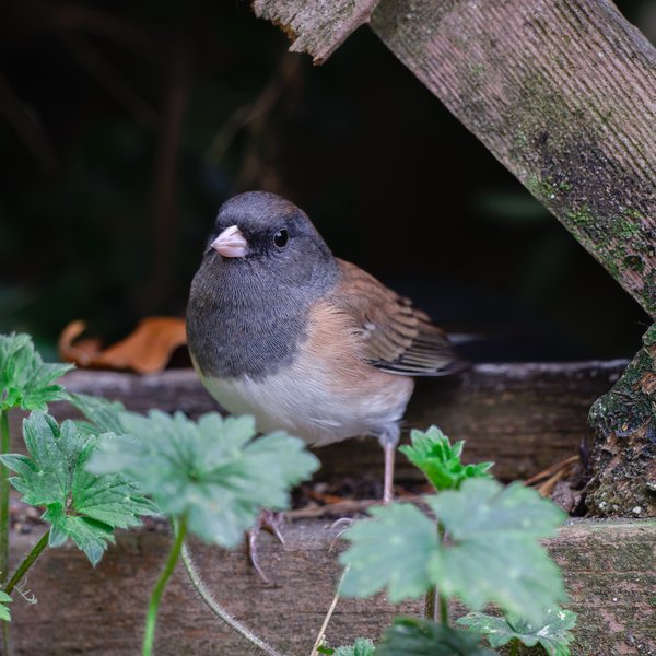 Dark-eyed Junco
