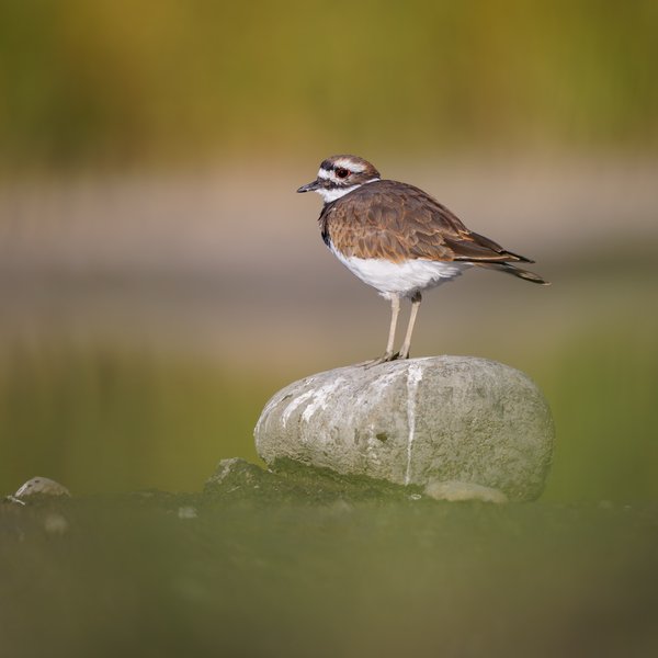 Killdeer
