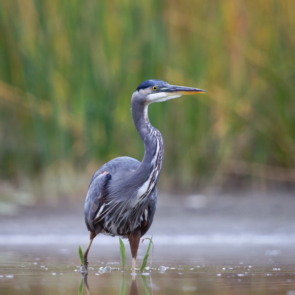 Great Blue Heron