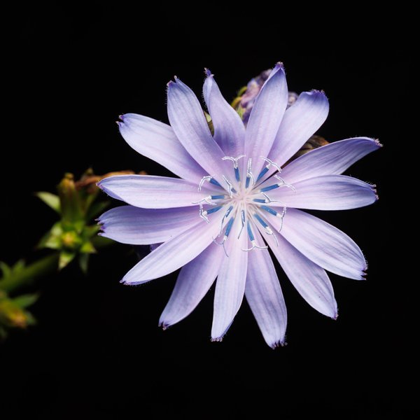 Chicory