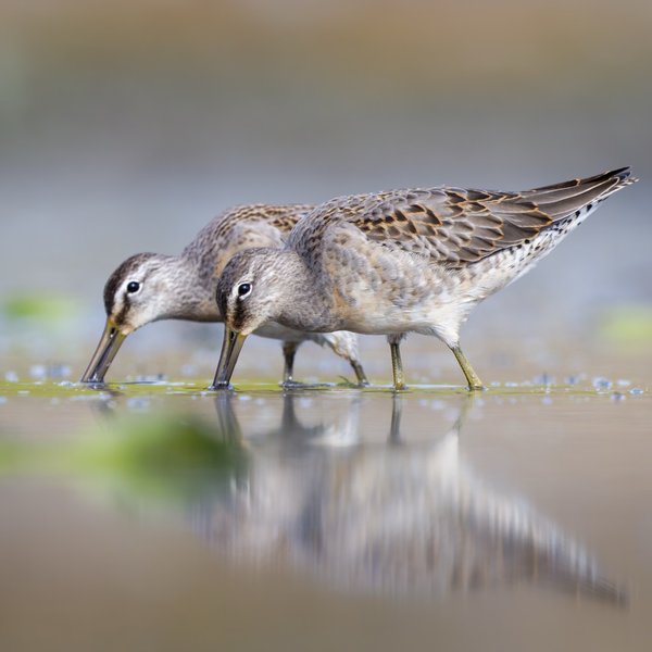 Long-billed Dowitchers