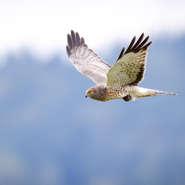 Northern Harrier