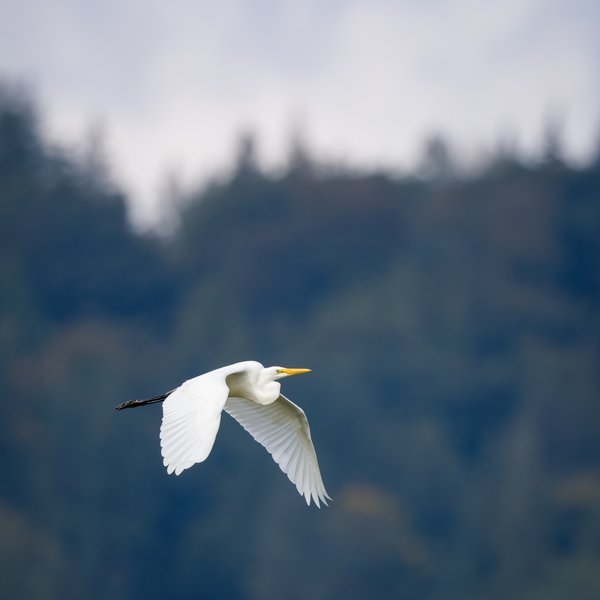 Great Egret